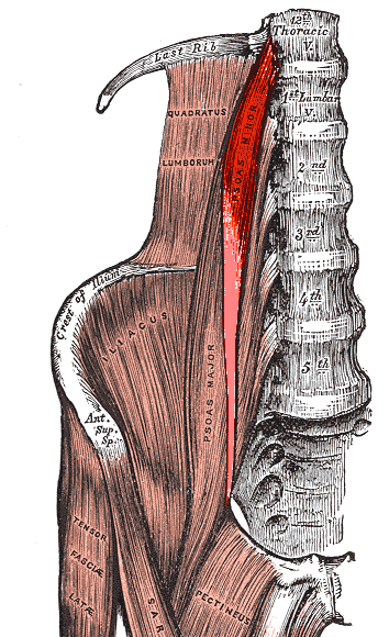 Understanding The Psoas Muscle Of The Soul 5373