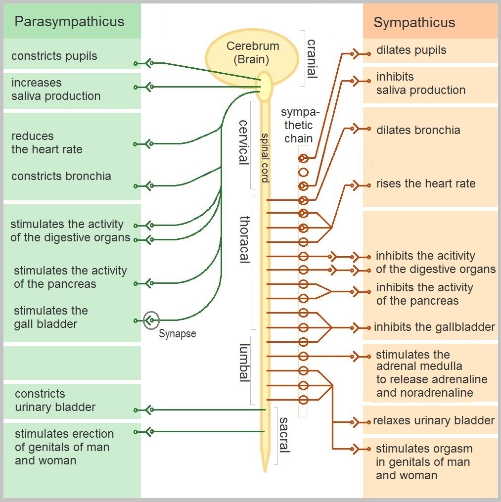 sympathetic nervous system and psoas