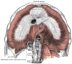 Understanding The Psoas Muscle Of The Soul