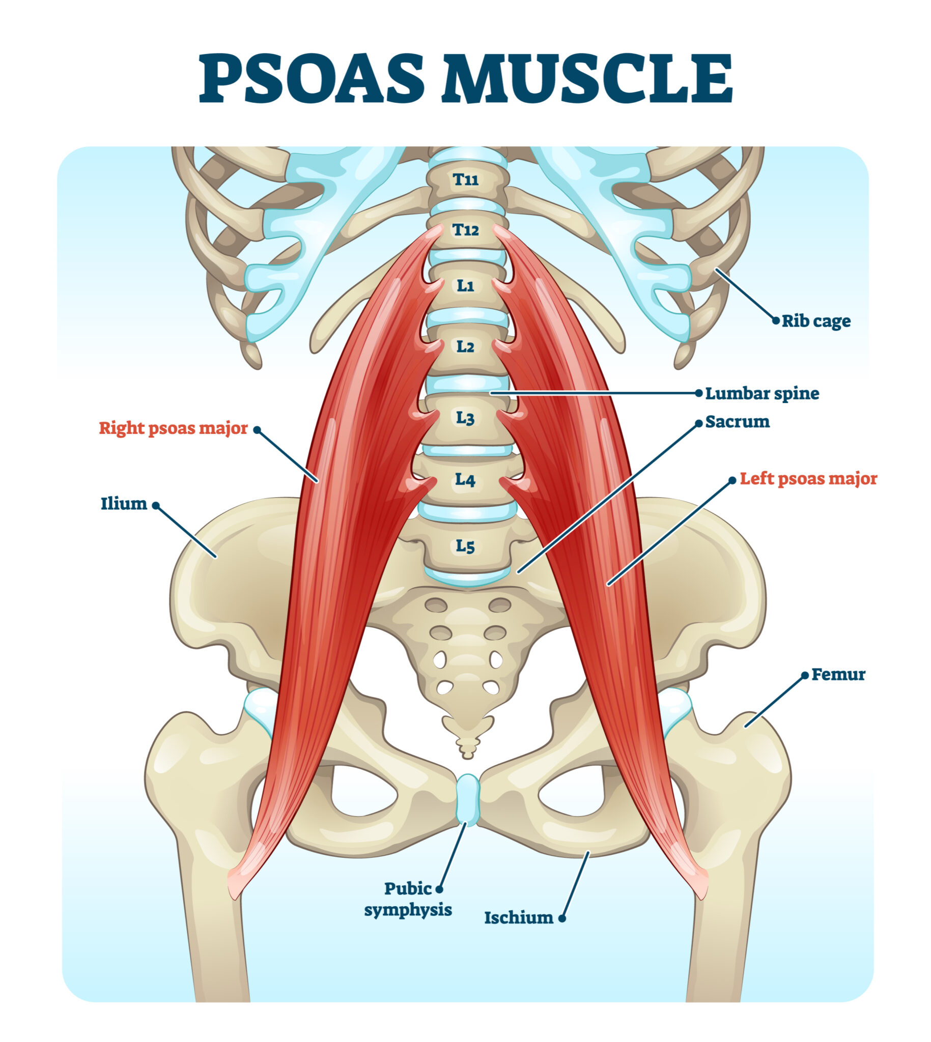 Understanding The Psoas Muscle Of The Soul 2889