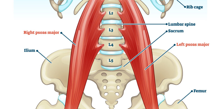 Understanding the Psoas: Muscle of the Soul